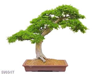 Tranh nghệ thuật bàn tay và bóng đêm