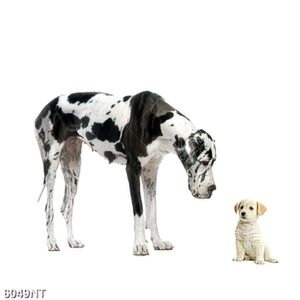 Tranh nghệ thuật trang trí tường