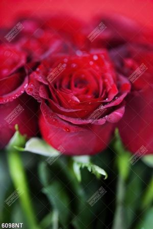 Tranh nghệ thuật trang trí tường