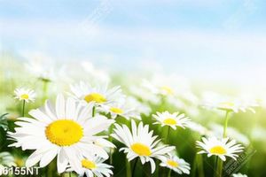 Tranh treo tường trang trí nghệ thuật