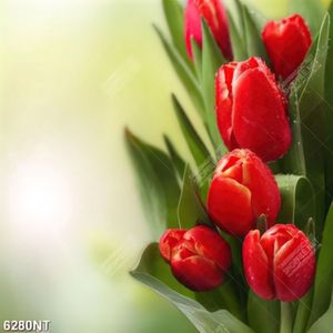 Tranh hoa tulip đỏ