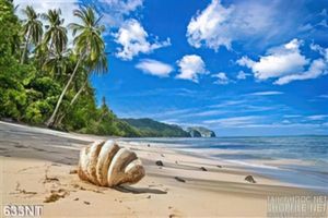 Tranh hòn đảo và hàng dừa xanh