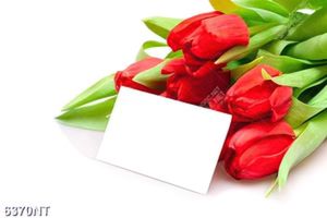 Tranh hoa tulip đỏ