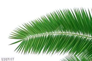 Tranh lá xanh
