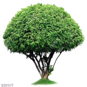 Tranh cây xanh 6391NT