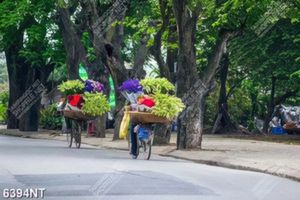 Tranh xe đạp chở hoa
