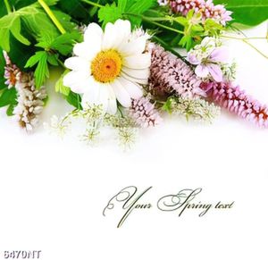Tranh hoa mùa xuân