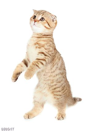 Tranh nghệ thuật độc đáo