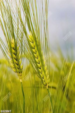 Tranh nghệ thuật đẹp nhất