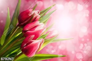 Tranh hoa tulip 6792NT