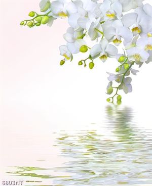 Tranh cành hoa lan trắng 6803NT