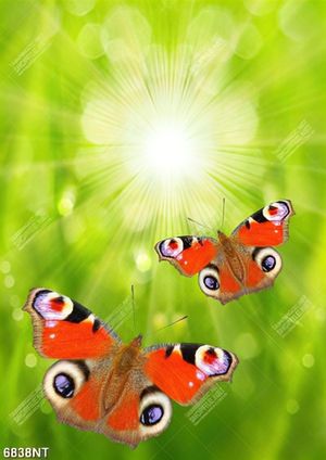 Tranh bươm bướm đẹp