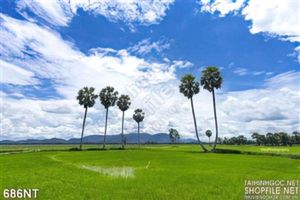 Tranh cây cọ nghệ thuật