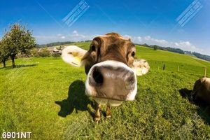 Tranh chú bò đứng trên cỏ