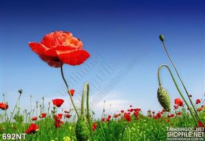 Tranh hoa Mỹ Nhân đẹp nhất