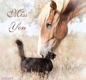 Tranh Miss you