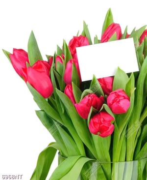 Tranh bó hoa tulip 6968NT