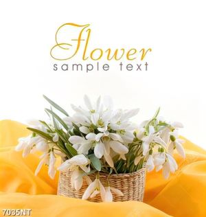 Tranh FLOWER
