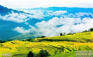 Tranh ruộng bậc thang Tây Bắc