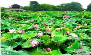 Tranh đầm Sen nghệ thuật