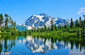 Tranh rừng thông và dãy núi tuyết