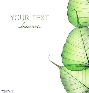 Tranh leaves