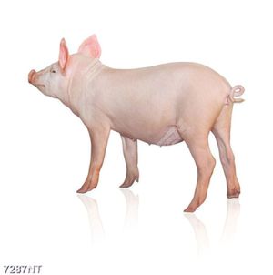Tranh con lợn 7287NT