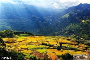 Tranh ruộng Tây Bắc