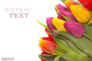Tranh hoa tulip 7607NT