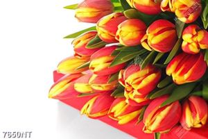 Tranh bó hoa tulip 7650NT