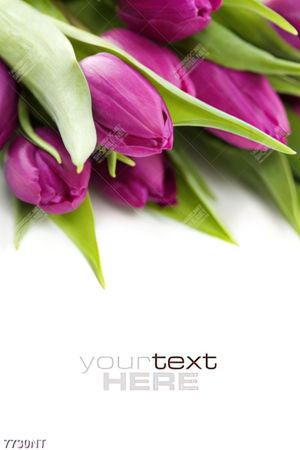 Tranh hoa tulip 7730NT