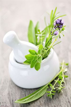 Tranh thảo dược 7747NT