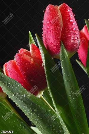Tranh hoa tulip 7825NT
