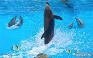 Tranh cá heo xiếc nghệ thuật