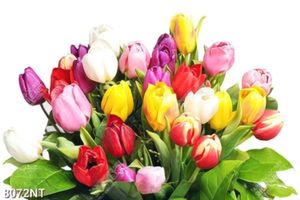 Tranh hoa tulip 8072NT