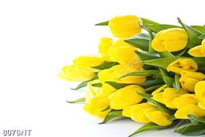 Tranh hoa tulip vàng 8076NT