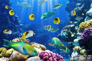 Tranh cá ở đáy địa dương