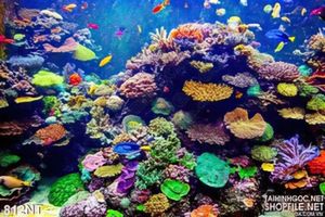 Tranh quần thể san hô in kính chất lượng cao