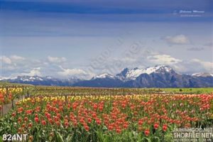 Tranh cánh đồng hoa tulip
