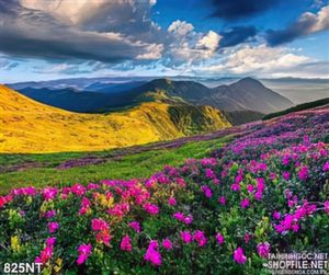 Tranh núi và cánh đồng hoa màu hồng