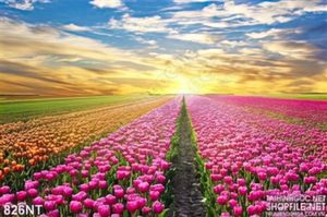 Tranh hoàng hôn trên cánh đồng tulip