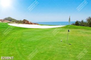 Tranh sân golf đẹp 8298NT