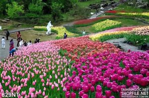 Tranh công viên hoa tulip màu sắc
