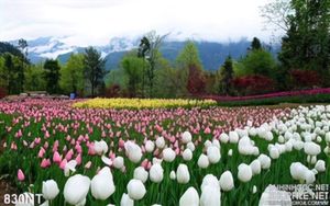 Tranh công viên hoa tulip