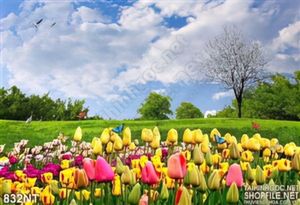 Tranh hoa tulip khu công viên
