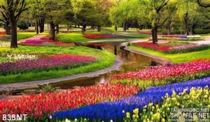 Tranh vườn hoa lớn nhất Hà Lan
