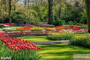 Tranh công viên hoa tulip