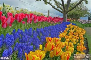 Tranh hoa tulip