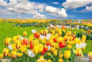 Tranh cánh đồng hoa tulip vàng