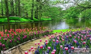 Tranh công viên hoa tulip